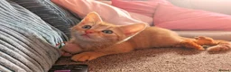 British Shorthair cats for sale: Male a ginger 16 week old kitten - Advert 7