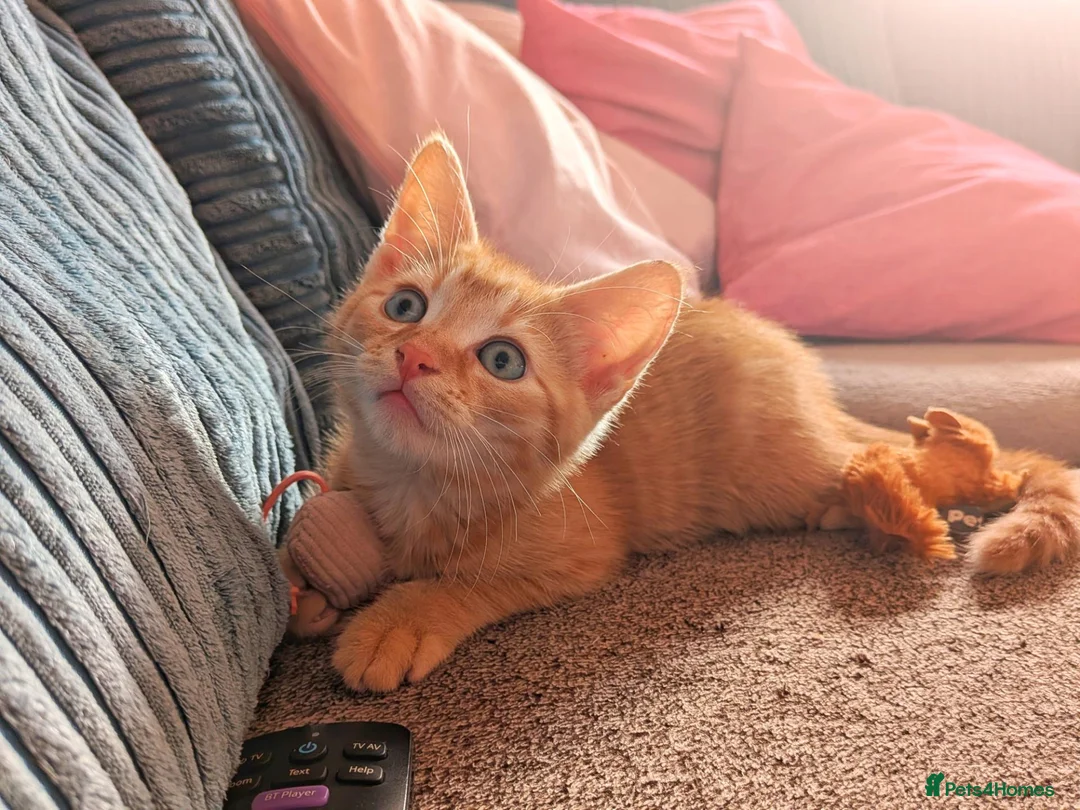 British Shorthair cats for sale: Male a ginger 16 week old kitten - Advert 7