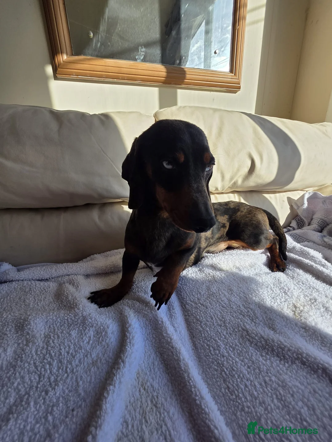 Dachshund dogs for sale: Beautiful boy for sale  - Advert 2