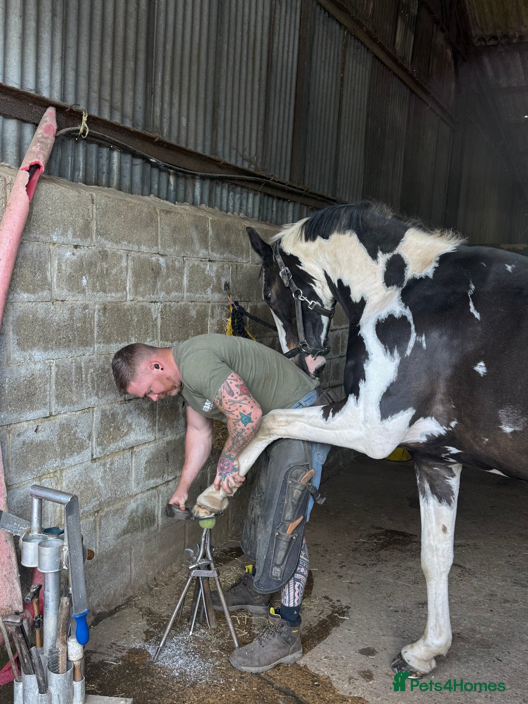 Holstein horses for sale: Fantastic veteran family horse  - Advert 6