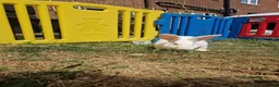 British Giant rabbits for sale: Spanish giant rabbits  - Advert 5
