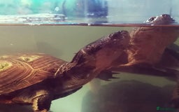 Turtle reptiles for sale: African mud turtles. - Advert 3