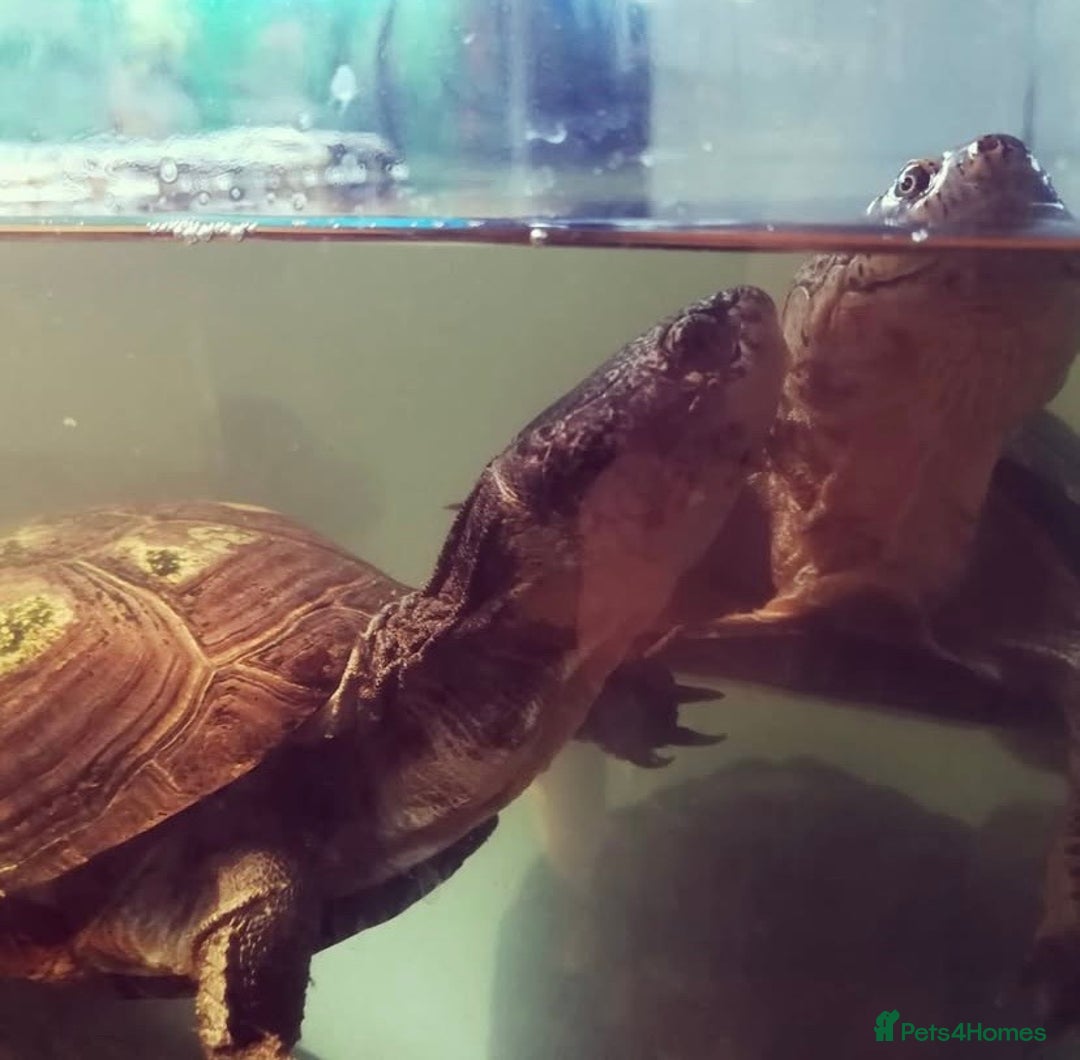 Turtle reptiles for sale: African mud turtles. - Advert 3