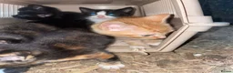 Mixed Breed cats for sale: Beautiful kittens, boys and girls  - Advert 10