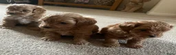 Maltipoo dogs for sale: 3 Stunning male  multipoo puppies in Chatteris - Advert 17