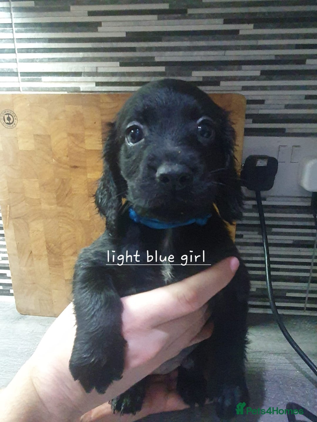 Cocker Spaniel dogs for sale: Cocker spaniel pups for sale! - Image 6