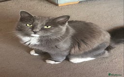 Ragdoll cats for sale: Solid Ragdoll - Image 1