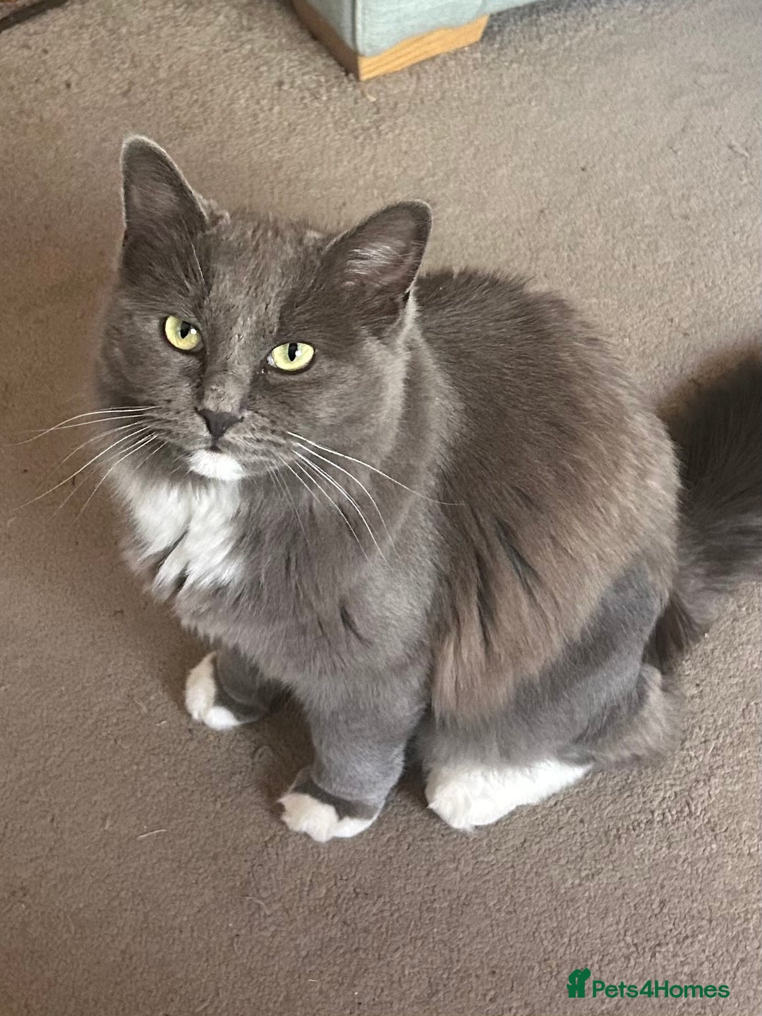 Ragdoll cats for sale: Solid Ragdoll - Image 1