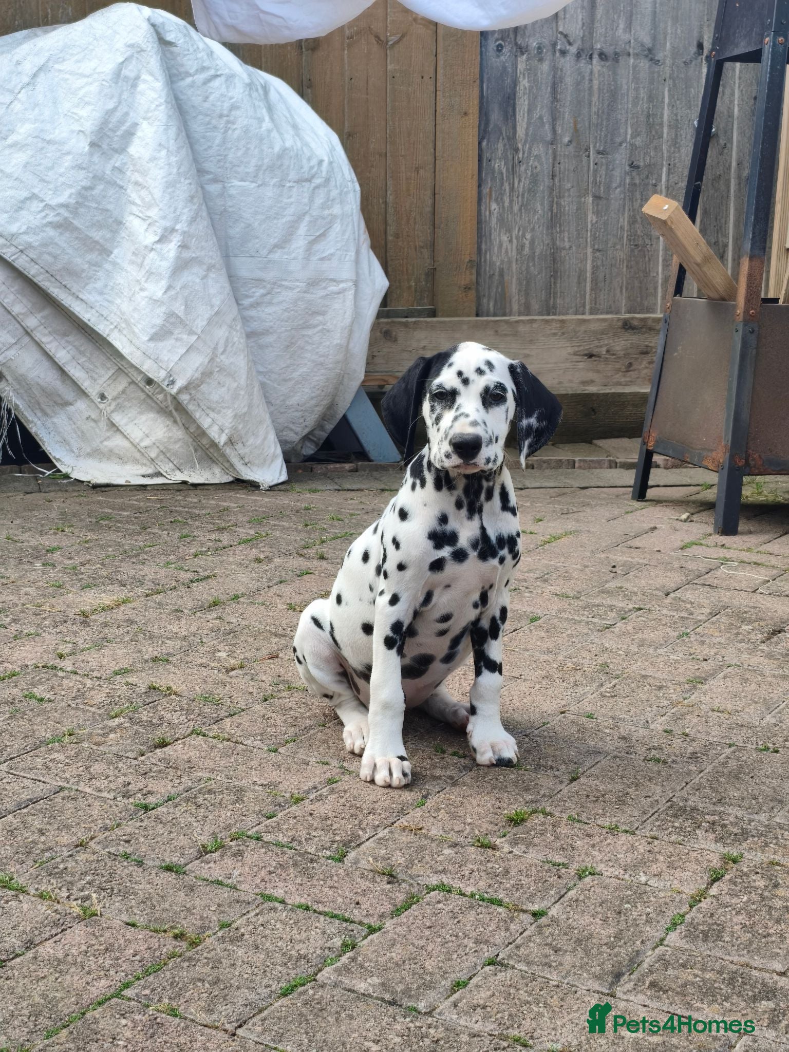 Dalmatian dogs Last girl x  - Advert 2