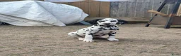 Dalmatian dogs for sale: Last girl x  - Advert 1