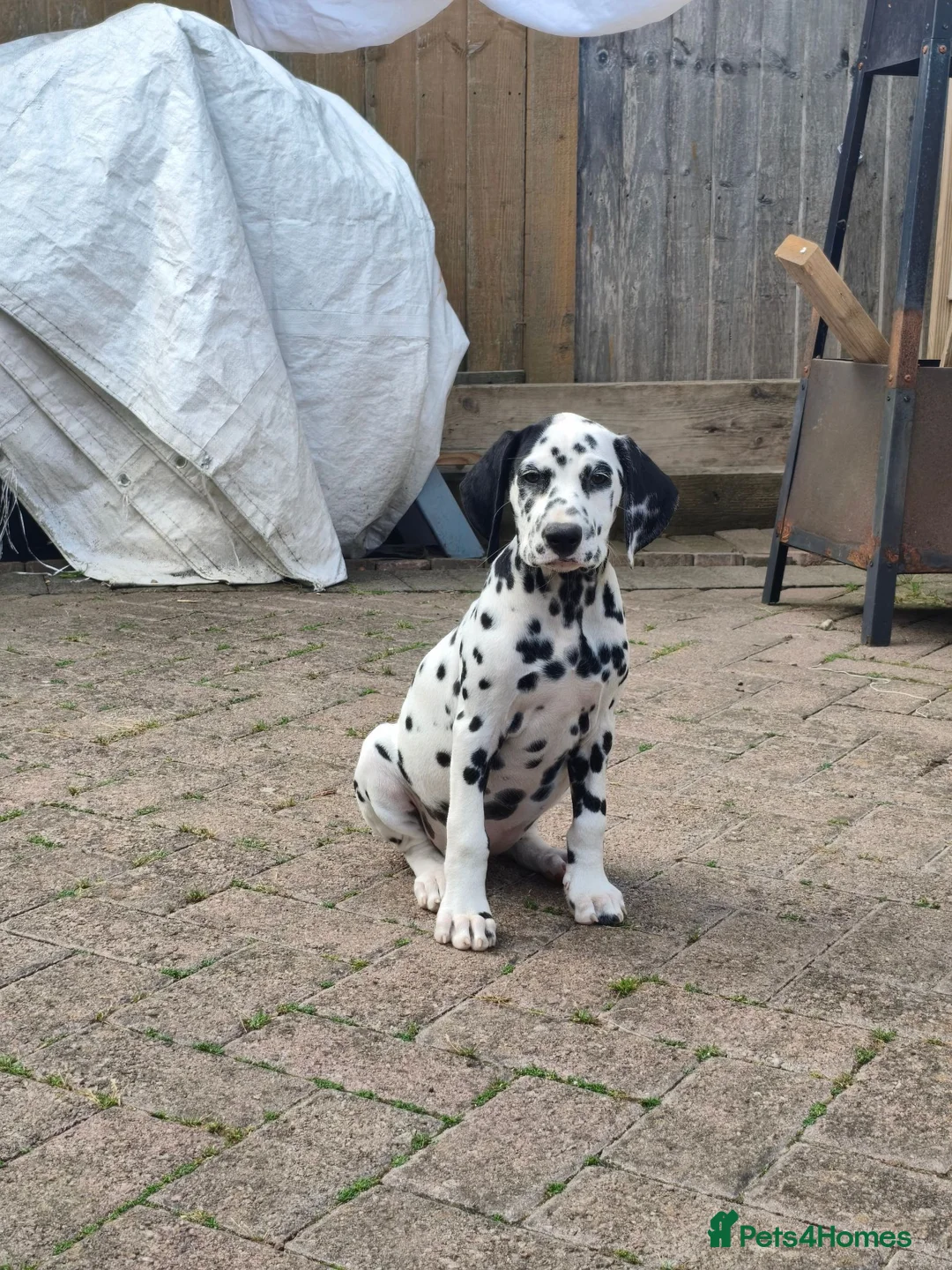 Dalmatian dogs for sale: Last girl x  - Advert 1