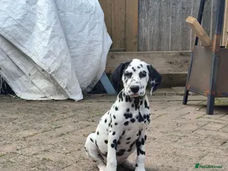 Dalmatian dogs Last girl x - Advert 2