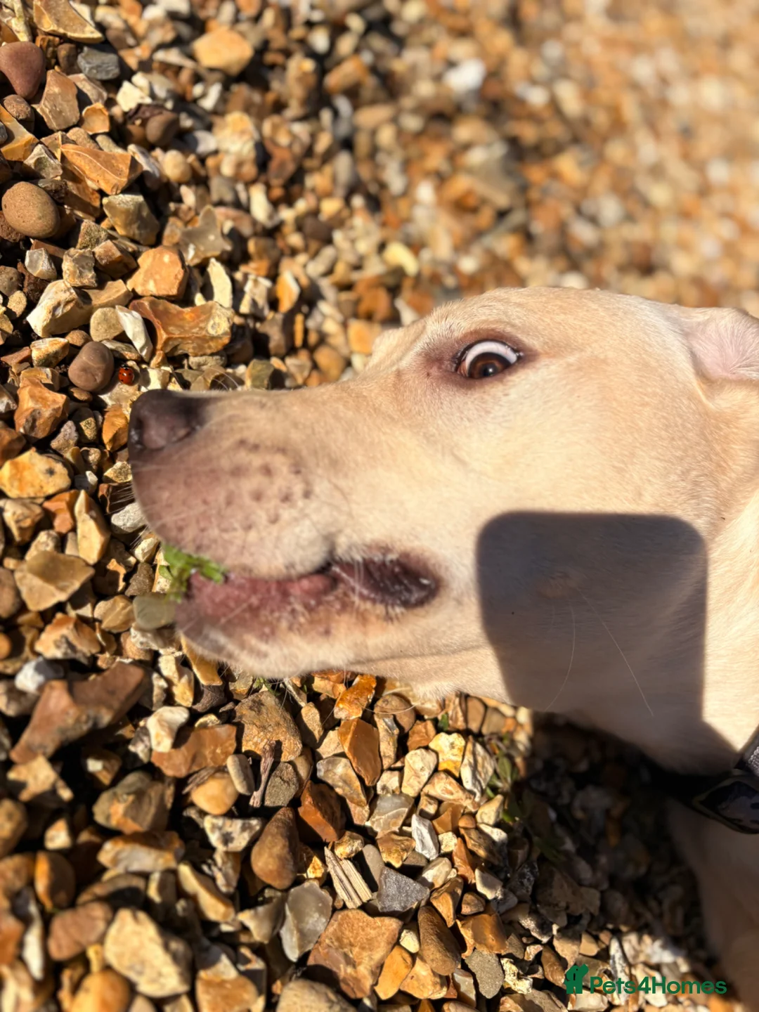 Labrador Retriever dogs for sale: Loving home Needed for Our Beautiful boy Dusty in March - Advert 4