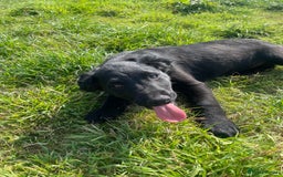 Sprollie dogs for sale: Sprollie Pups - Image 1