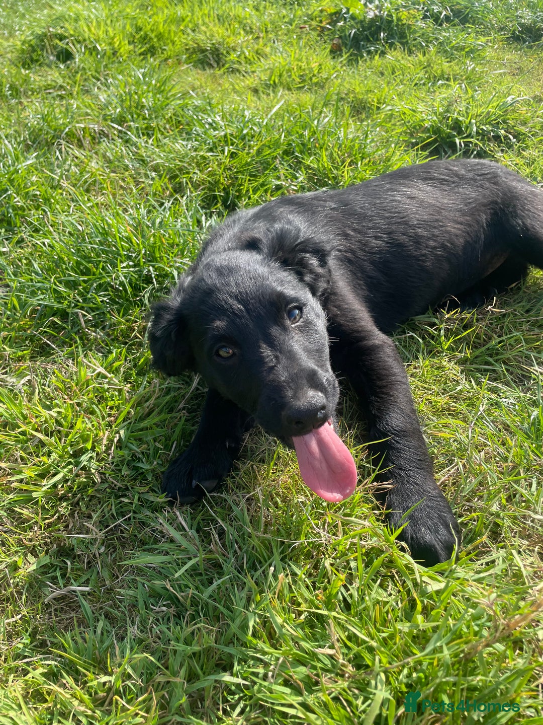 Sprollie dogs for sale: Sprollie Pups - Image 1