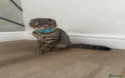 Scottish Fold cats for sale: We have a lovely Scottish Fold boy   - Image 7