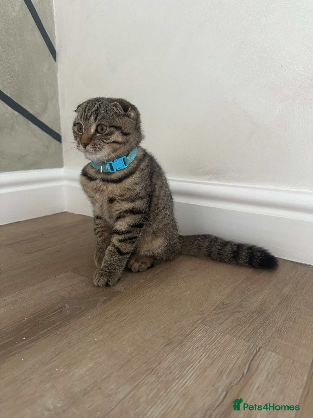 Scottish Fold cats for sale: We have a lovely Scottish Fold boy   - Image 7