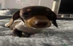 Miniature Dachshund dogs for sale: Four beautiful miniature dachshund girls - Advert 20