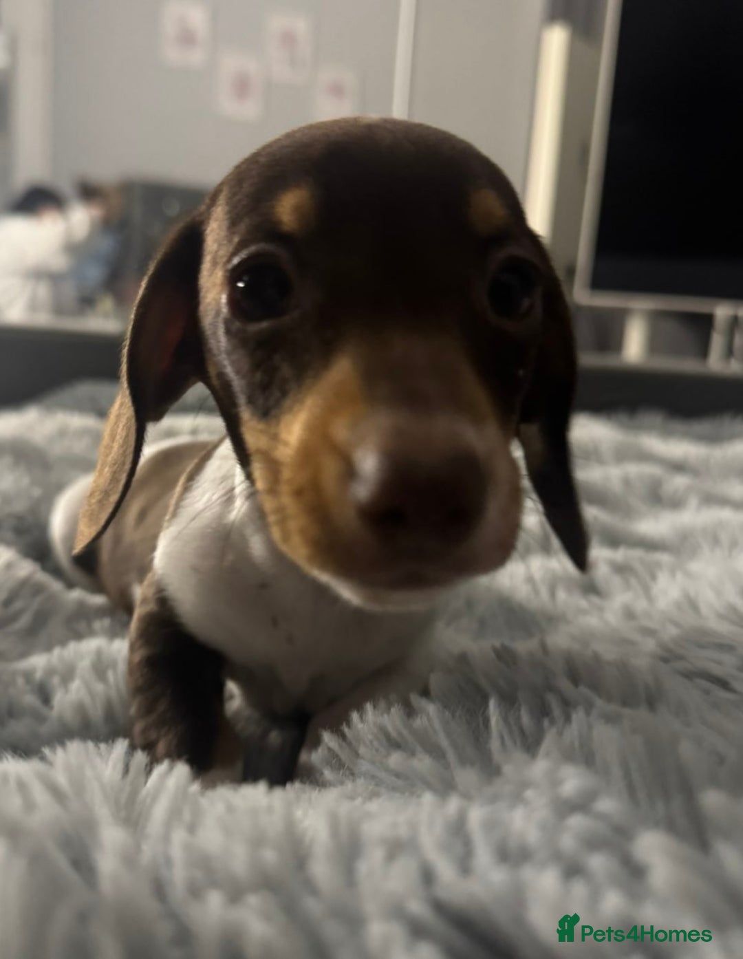 Miniature Dachshund dogs for sale: Four beautiful miniature dachshund girls - Advert 20