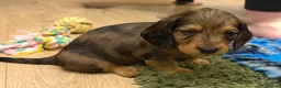 Dachshund dogs for sale: 2 KC Standard Long Haired Dachshund Puppies - Advert 15