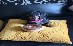 Dachshund dogs for sale: 2 dachshund needing a forever home   - Image 8