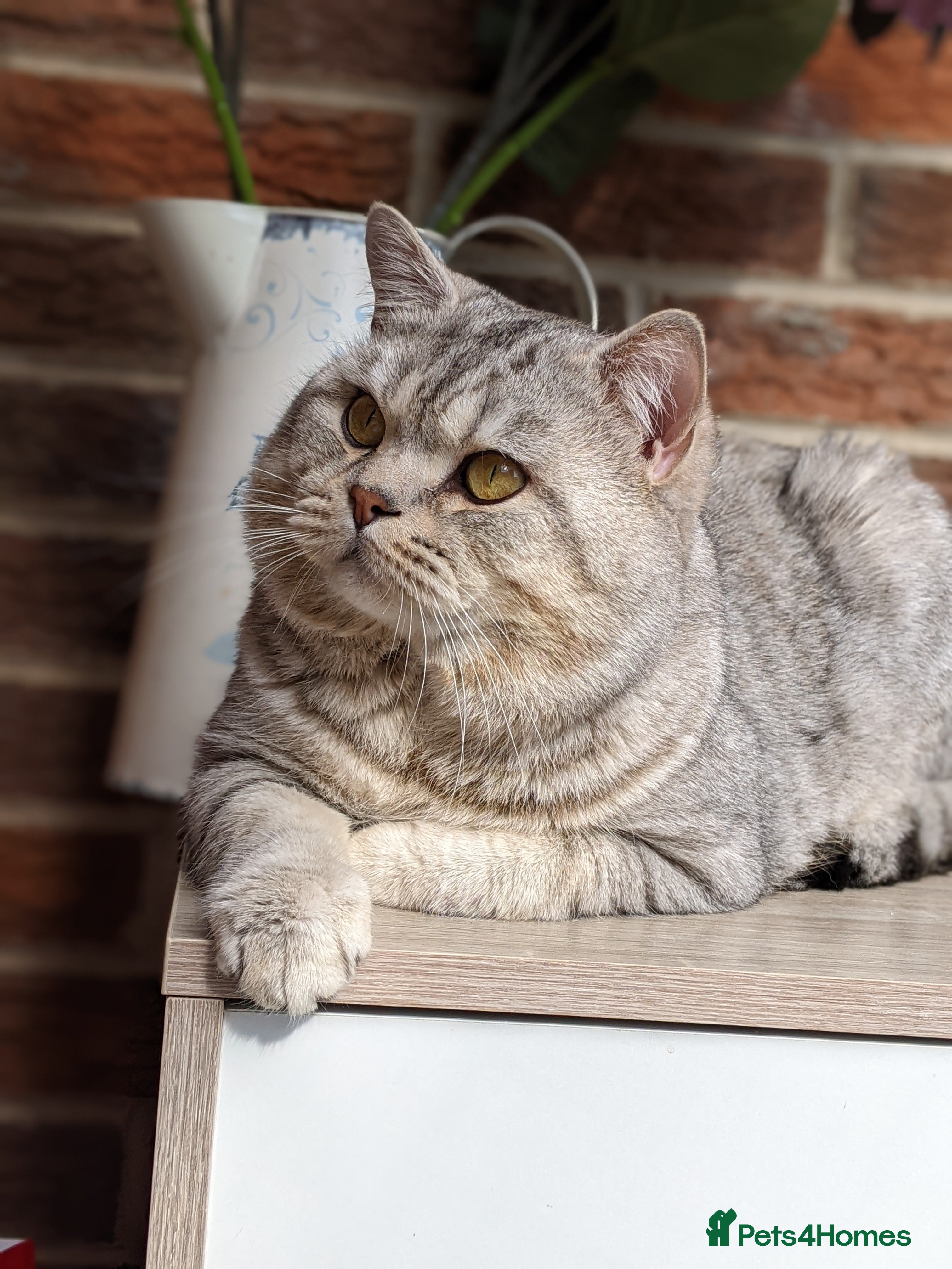 British Shorthair cats British Shorthair Stud in Derby - Advert 1
