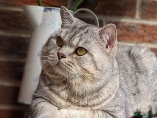 British Shorthair cats British Shorthair Stud in Derby - Advert 1
