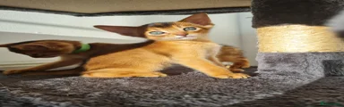 Abyssinian Kitten 4