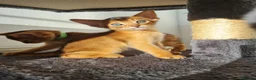 Abyssinian cats for sale: LAST TWO BOYS,champion line Abyssinian kittens🎖 - Advert 1