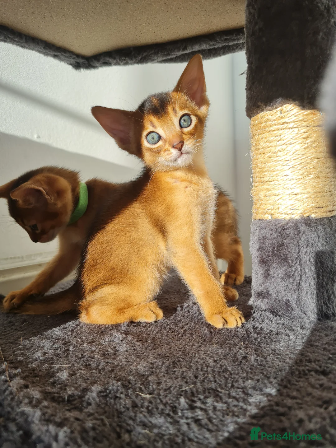 Abyssinian cats for sale: LAST TWO BOYS,champion line Abyssinian kittens🎖 - Advert 1