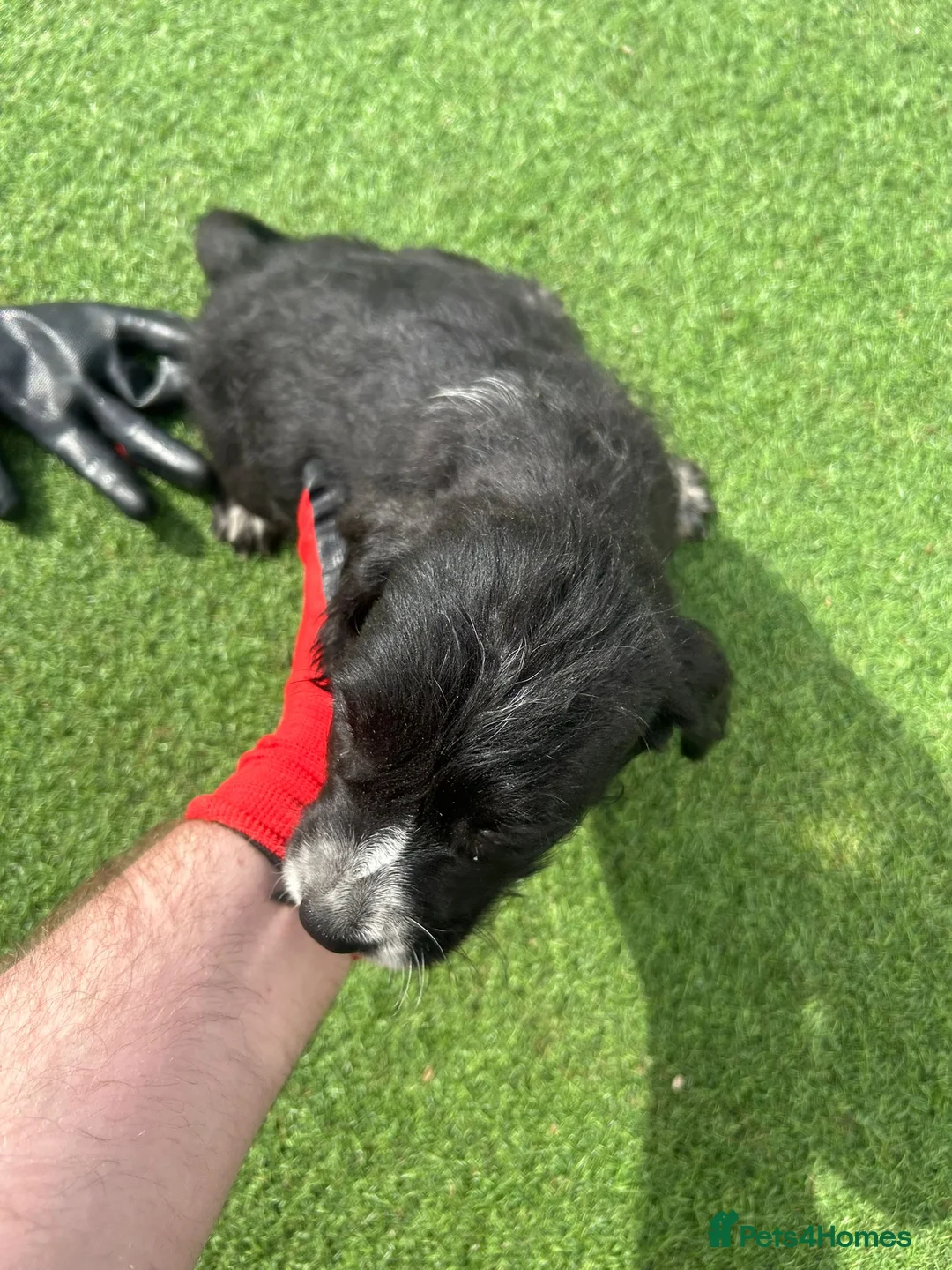 Mixed Breed dogs for sale: Here we have a lovely litter of 5 beautiful pups - Advert 1