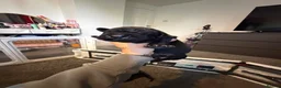 Cane Corso dogs for sale: chunky cane corso puppies  - Advert 8