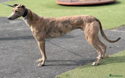 Greyhound dogs for sale: Greyhounds x2 - Image 3