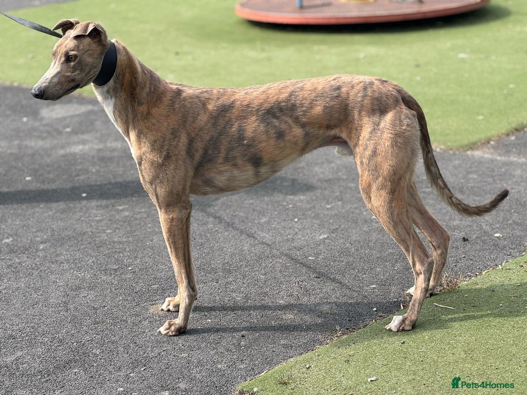 Greyhound dogs for sale: Greyhounds x2 - Image 3