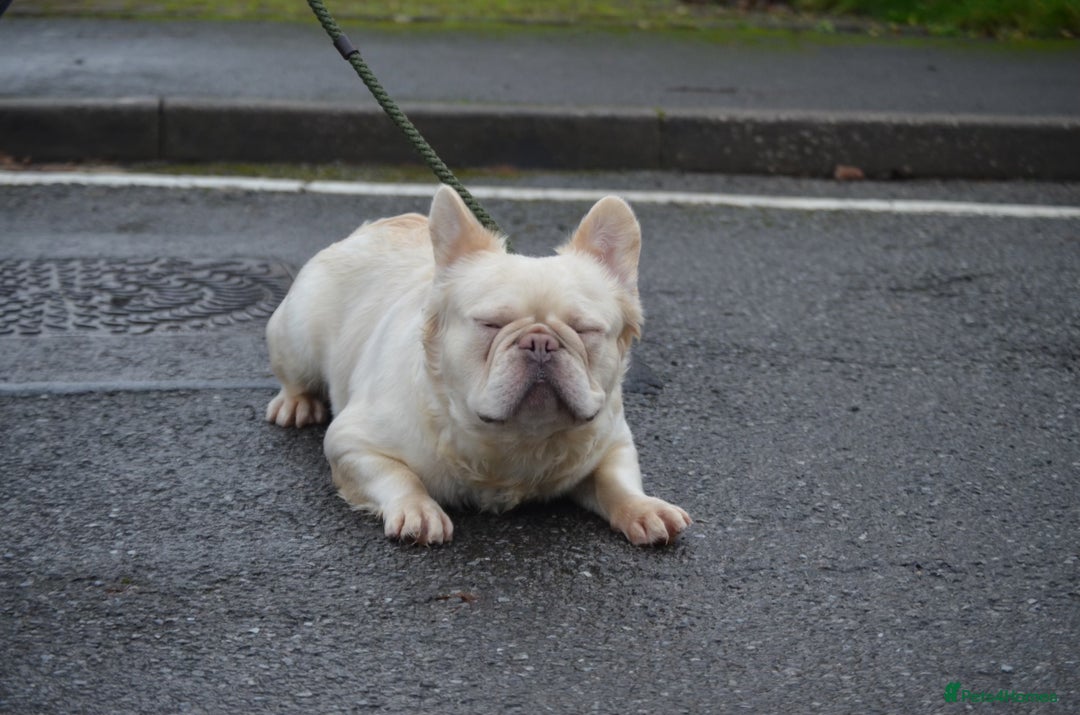 French Bulldog dogs for stud: Stud dog  - Image 3