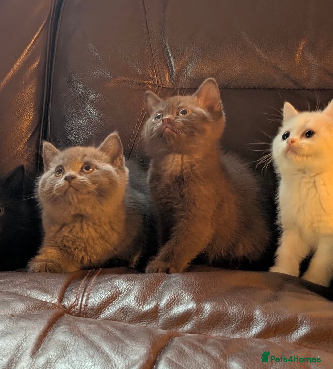 British Shorthair cats for sale: Adorable British Babies  - Advert 12