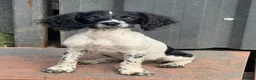 English Springer Spaniel dogs for sale: Beautiful Springer Spaniel Female - Advert 3