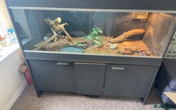 Bearded Dragon reptiles for sale: Bearded Dragon for sale - Image 4