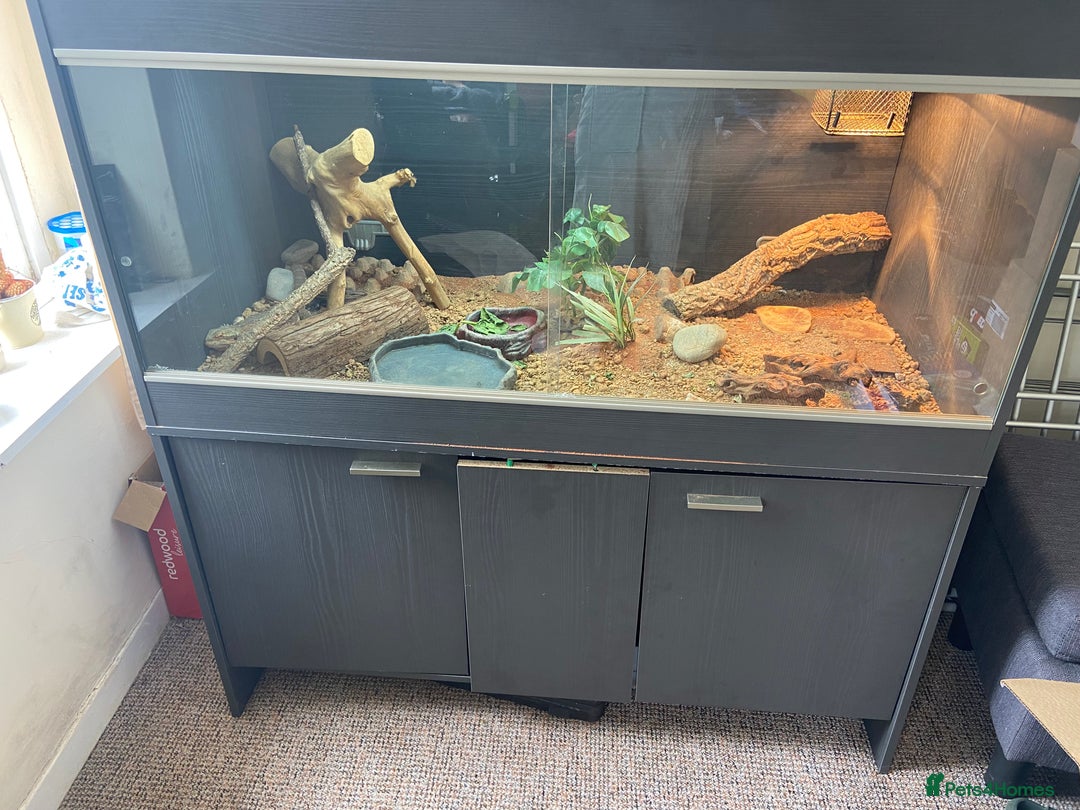 Bearded Dragon reptiles for sale: Bearded Dragon for sale - Image 4