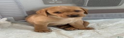 Labrador Retriever dogs for sale: 2 tan boy Labrador pups - Advert 7