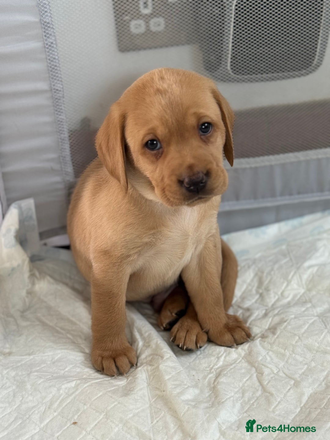 Labrador Retriever dogs for sale: 2 tan boy Labrador pups - Advert 7