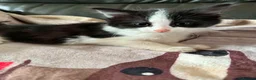 Mixed Breed cats for adoption: Playful kittens looking for their forever homes  - Advert 6