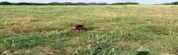 Mixed Breed dogs for sale: Sprockerdoo  in Bexhill-on-Sea - Advert 4