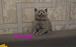 British Shorthair cats for sale: British Blue Shorthair kittens, GCCF pedigree - Image 9