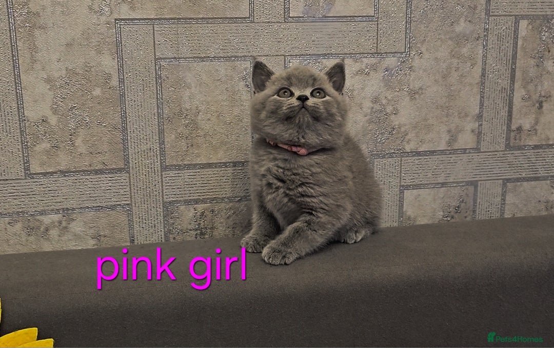 British Shorthair cats for sale: British Blue Shorthair kittens, GCCF pedigree - Image 9