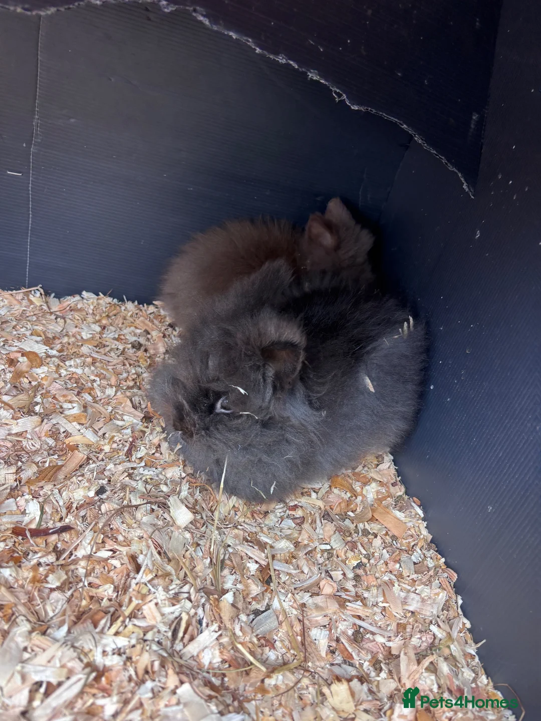 Lionhead rabbits for sale: Six baby lion heads for Sale ready now  - Advert 15