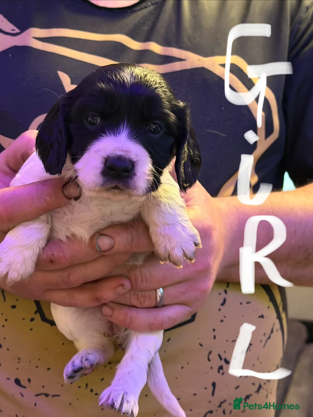 Mixed Breed dogs for sale: Sprocker puppies  - Advert 8