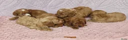 Cockapoo dogs for sale: Beautiful health clear Cockapoo's in Staines - Advert 26