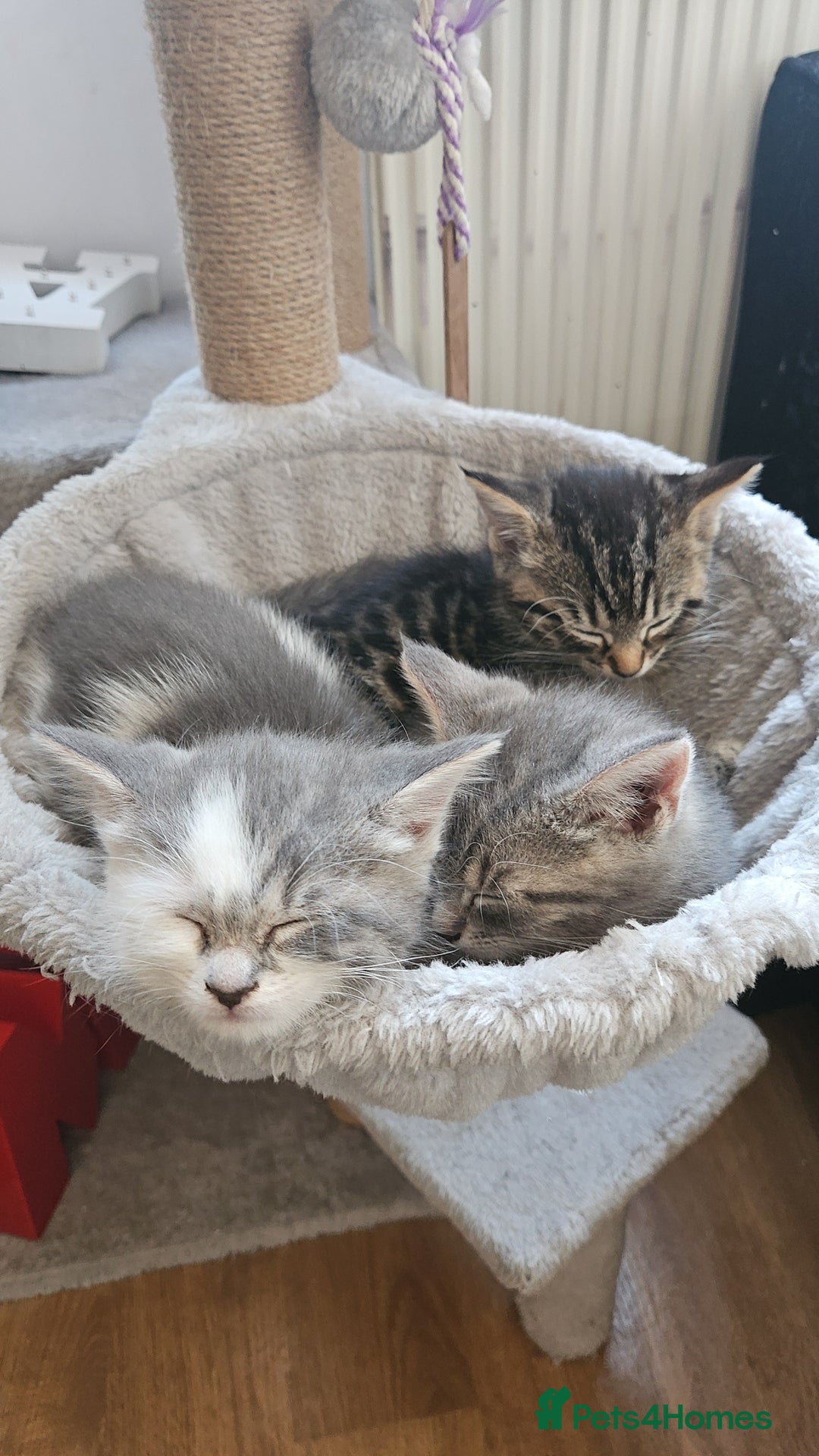 Mixed Breed cats for sale: Grey Kittens🐾🤍 - Advert 2