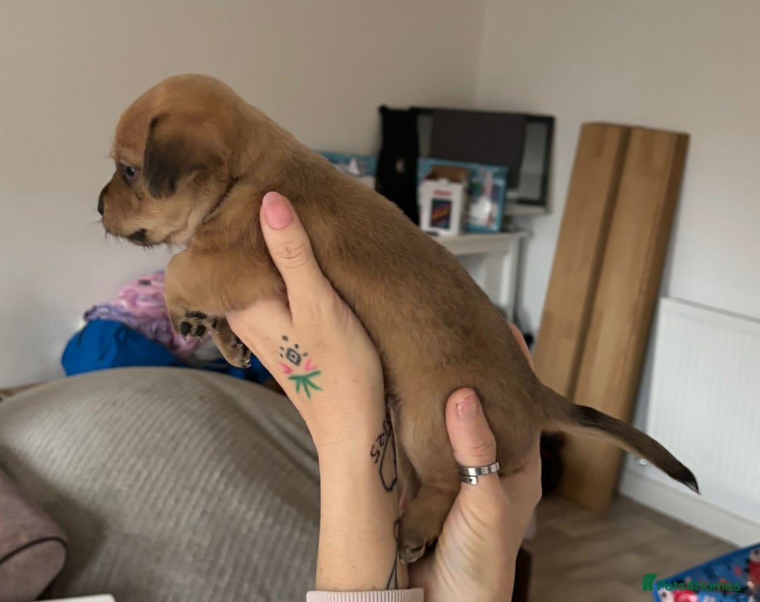 Mixed Breed dogs for sale: 3 jack Russel puppies for sale - Advert 2